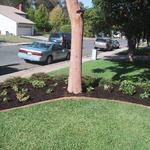 The mow strip is rebuilt and moved to the other side of the tree, thus enclosing it in the planter area. Now there is no need to "edge" the lawn around it. The understory is replanted in appropriate low water use and low maintenance materials.